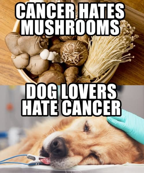 Meme