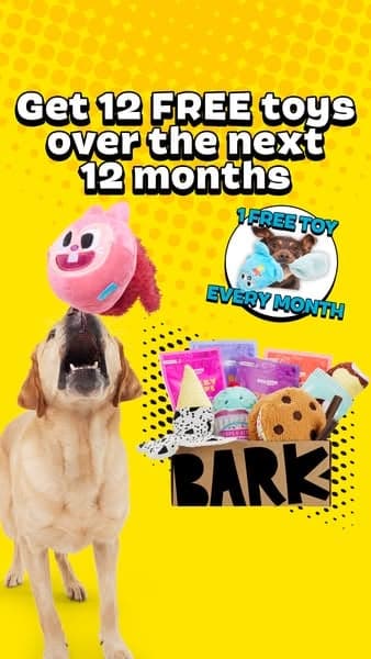 Pet Services