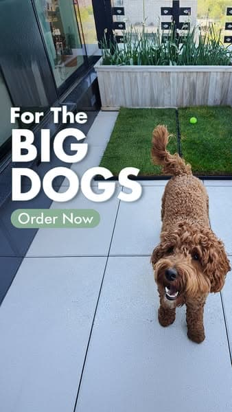 Pet Accessories